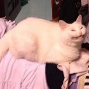 Meet your Posher, Samantha